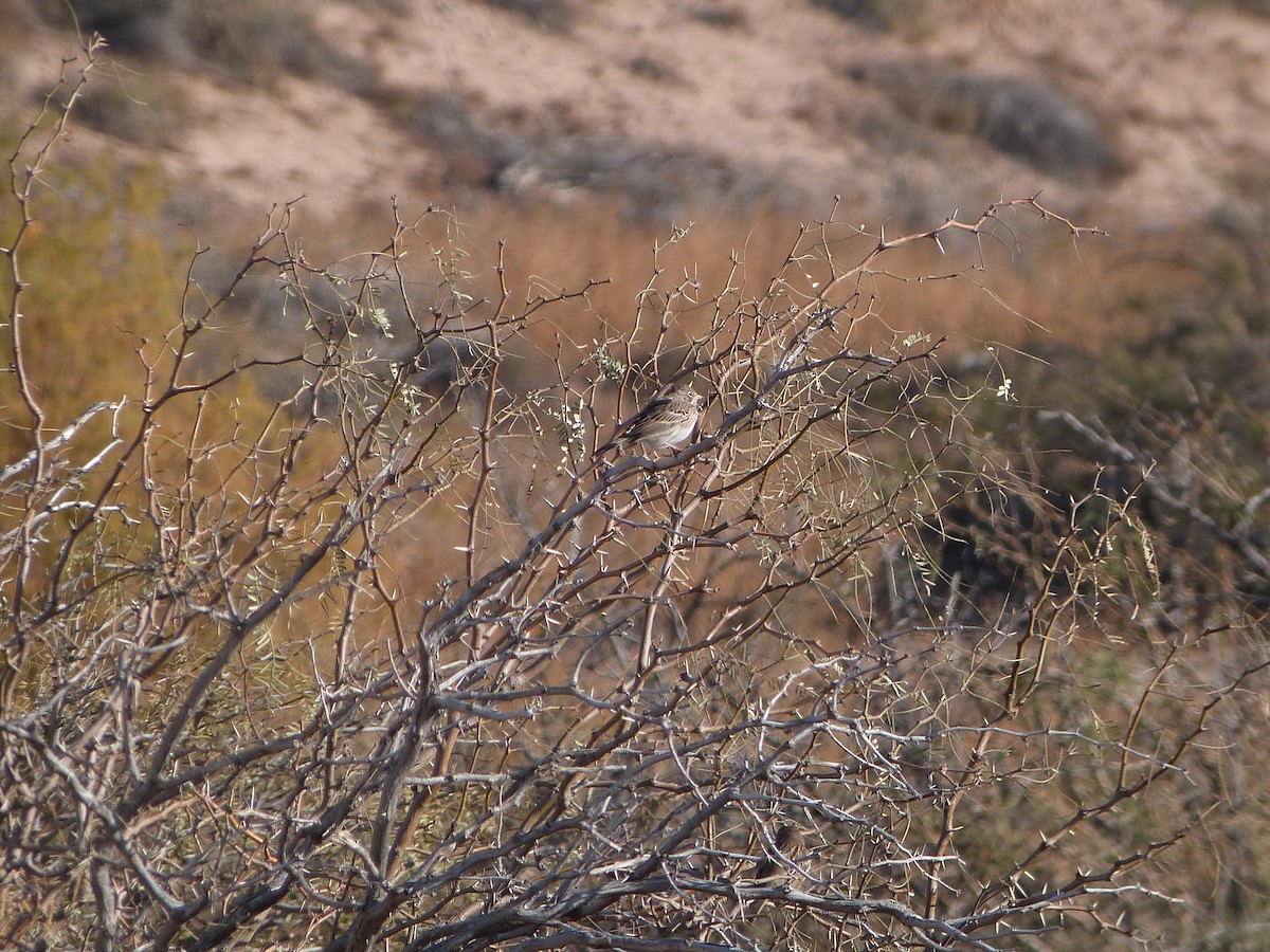 Vesper Sparrow - ML646922968