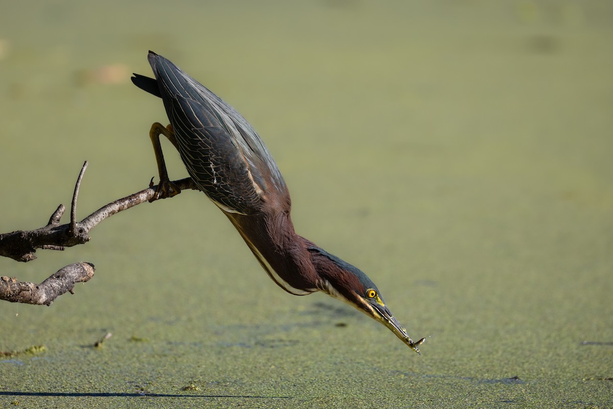 Koartzatxo berdea - ML646922970