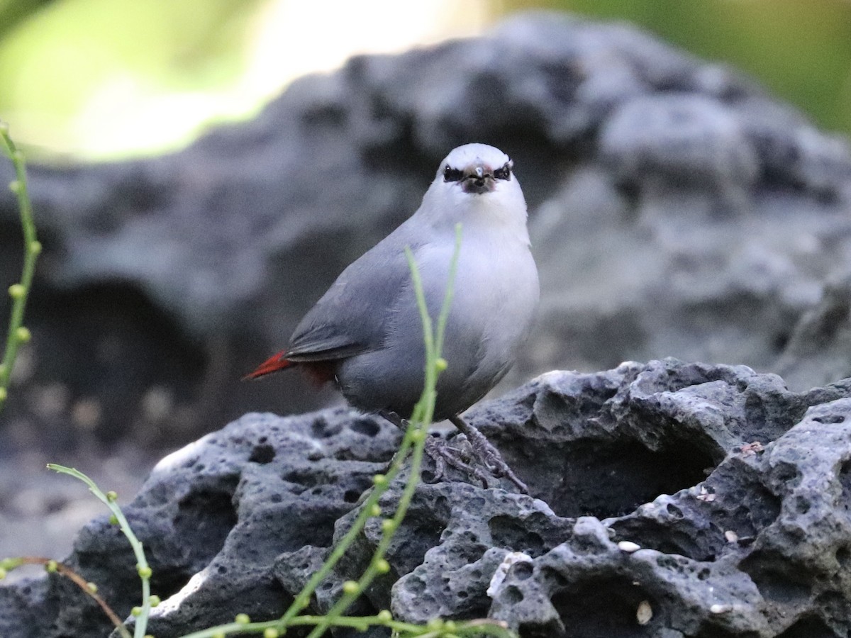 Lavender Waxbill - ML646922971