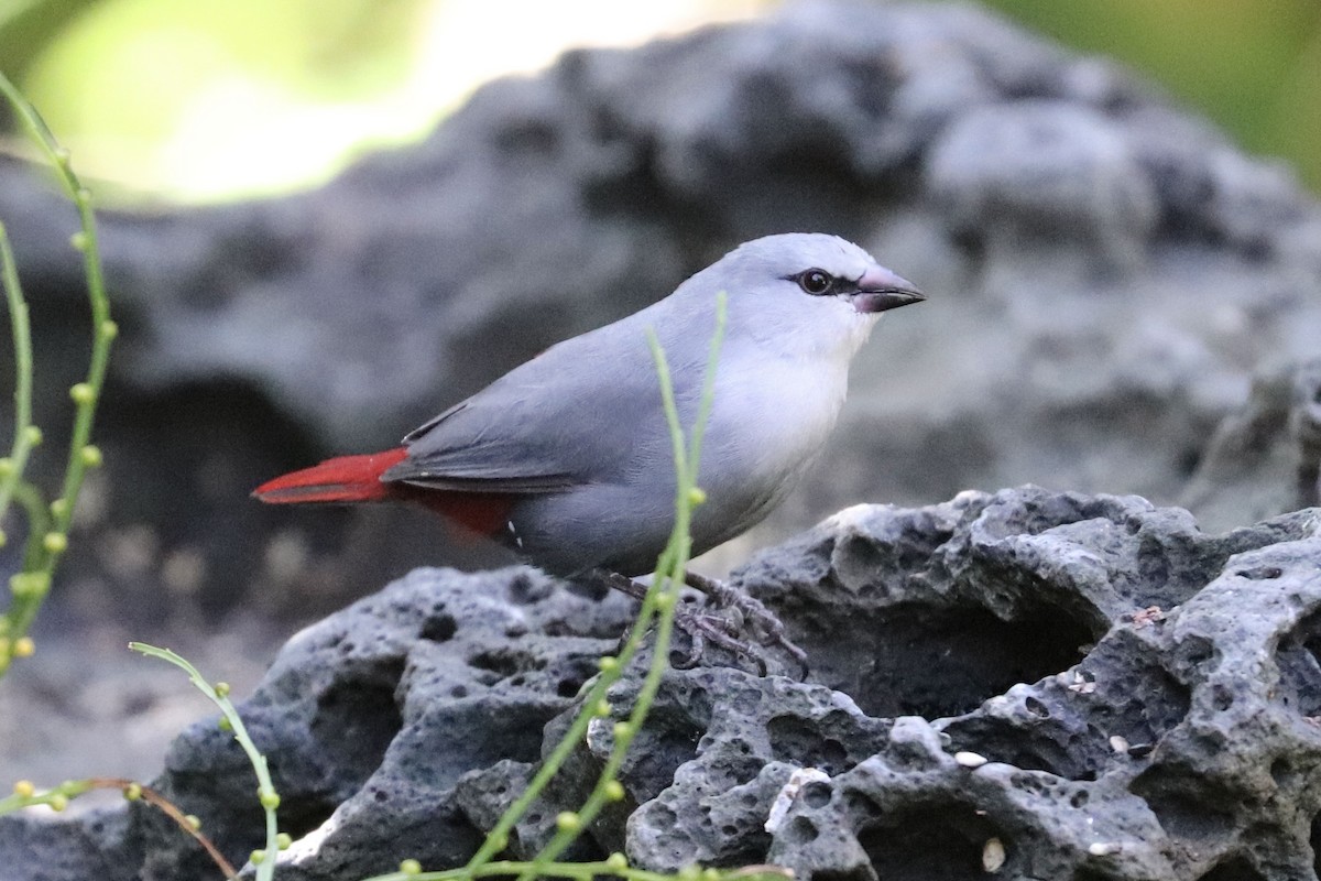 Lavender Waxbill - ML646922972