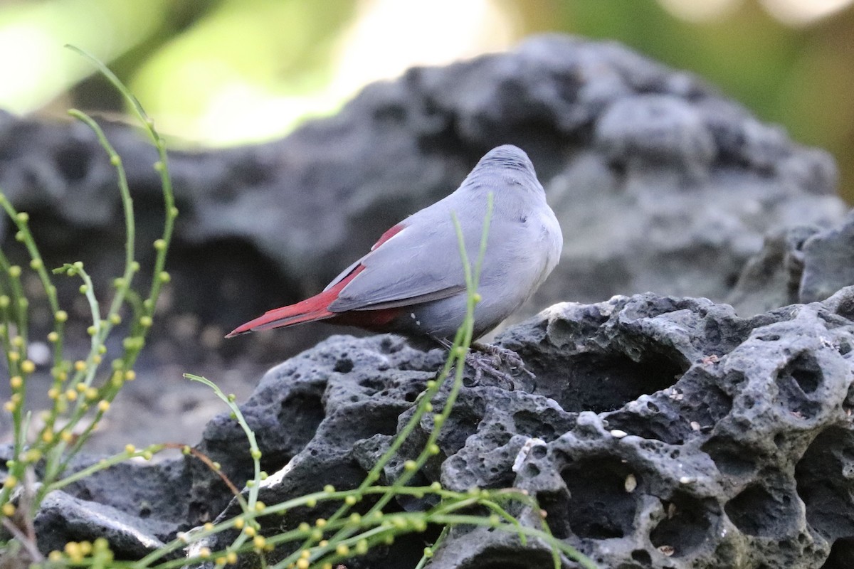Lavender Waxbill - ML646922973