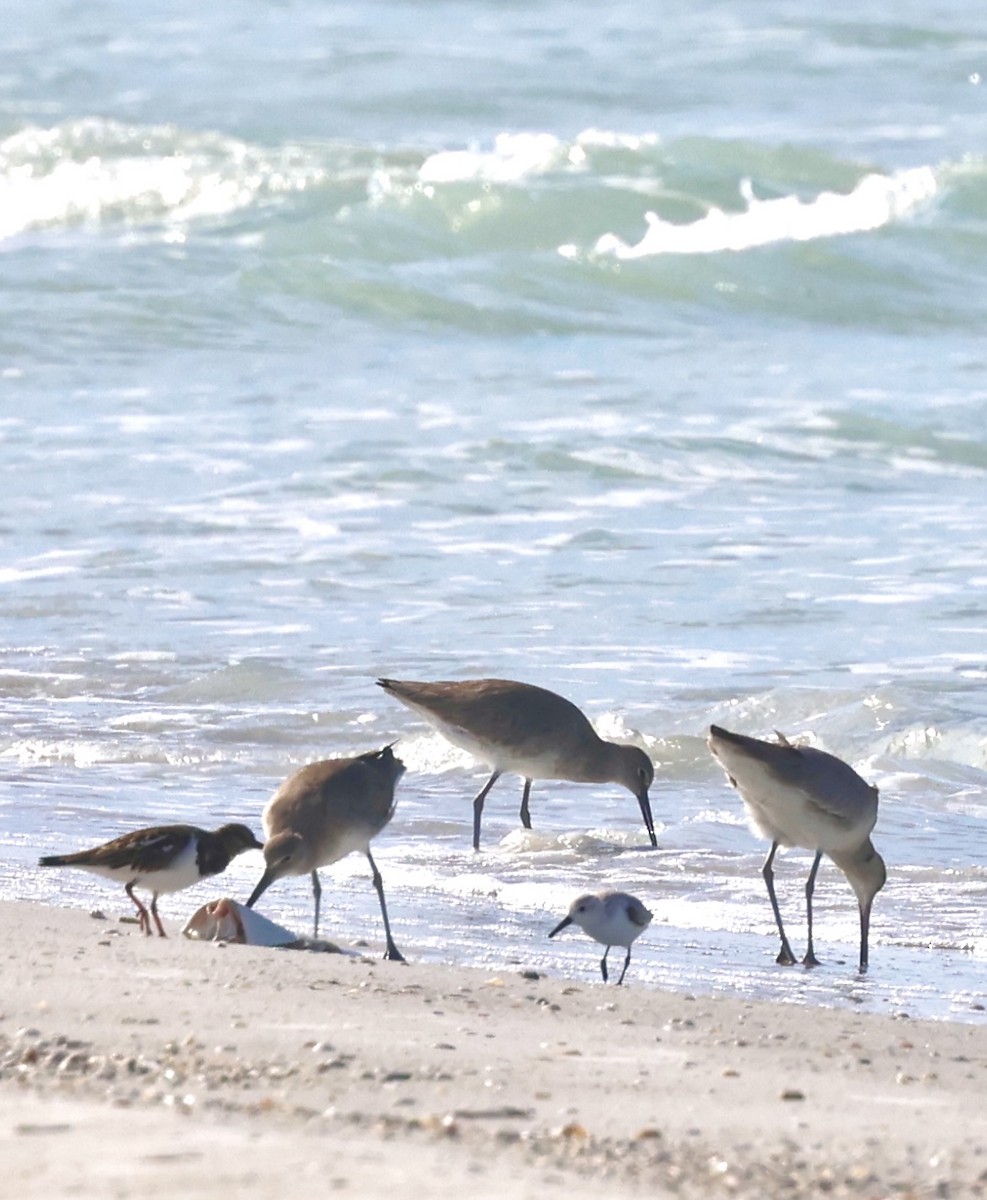 Kuliska erdipalmatua - ML646922974