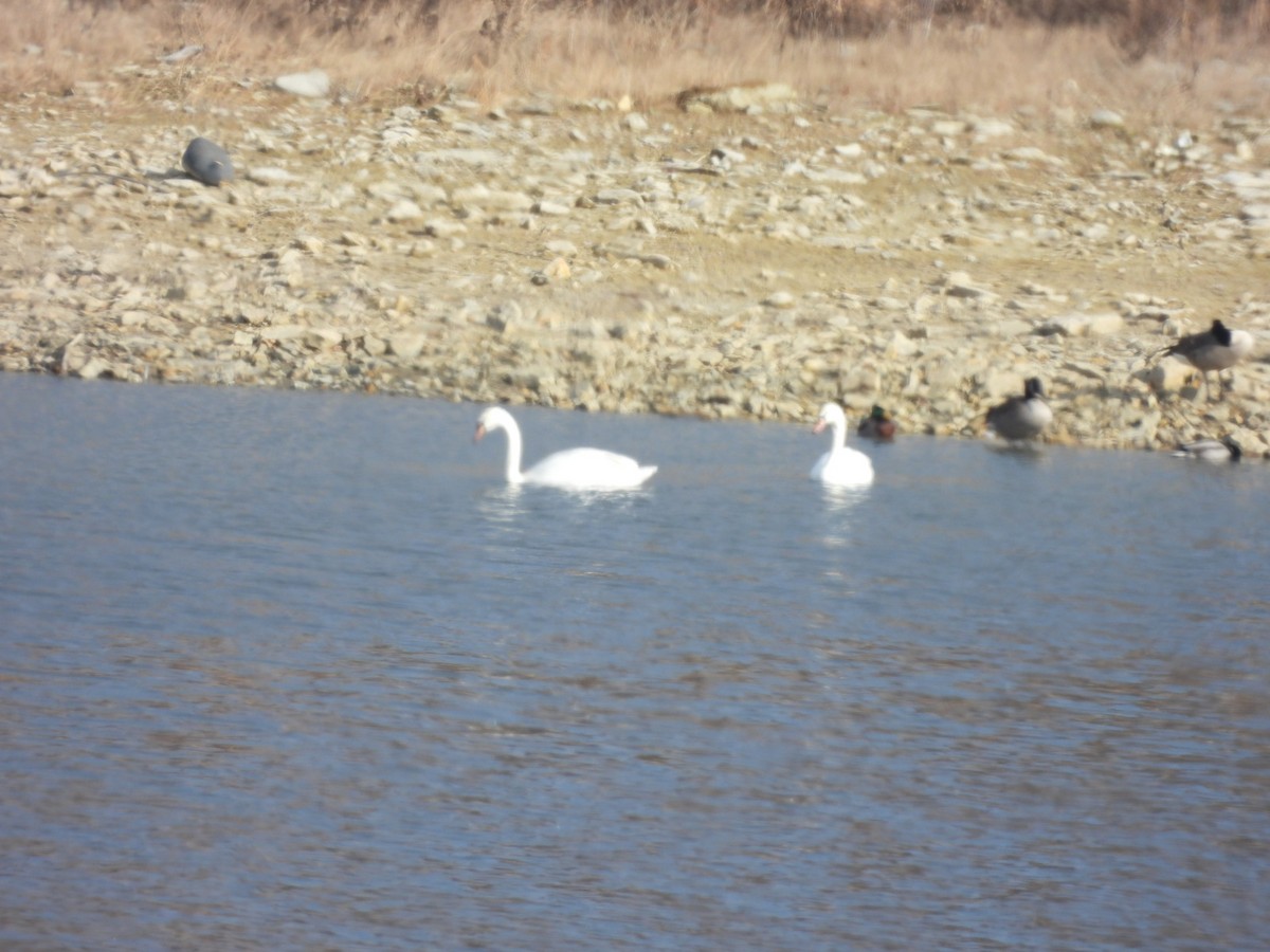 Beltxarga arrunta - ML646922975