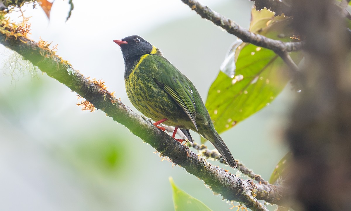 Green-and-black Fruiteater - ML646922976