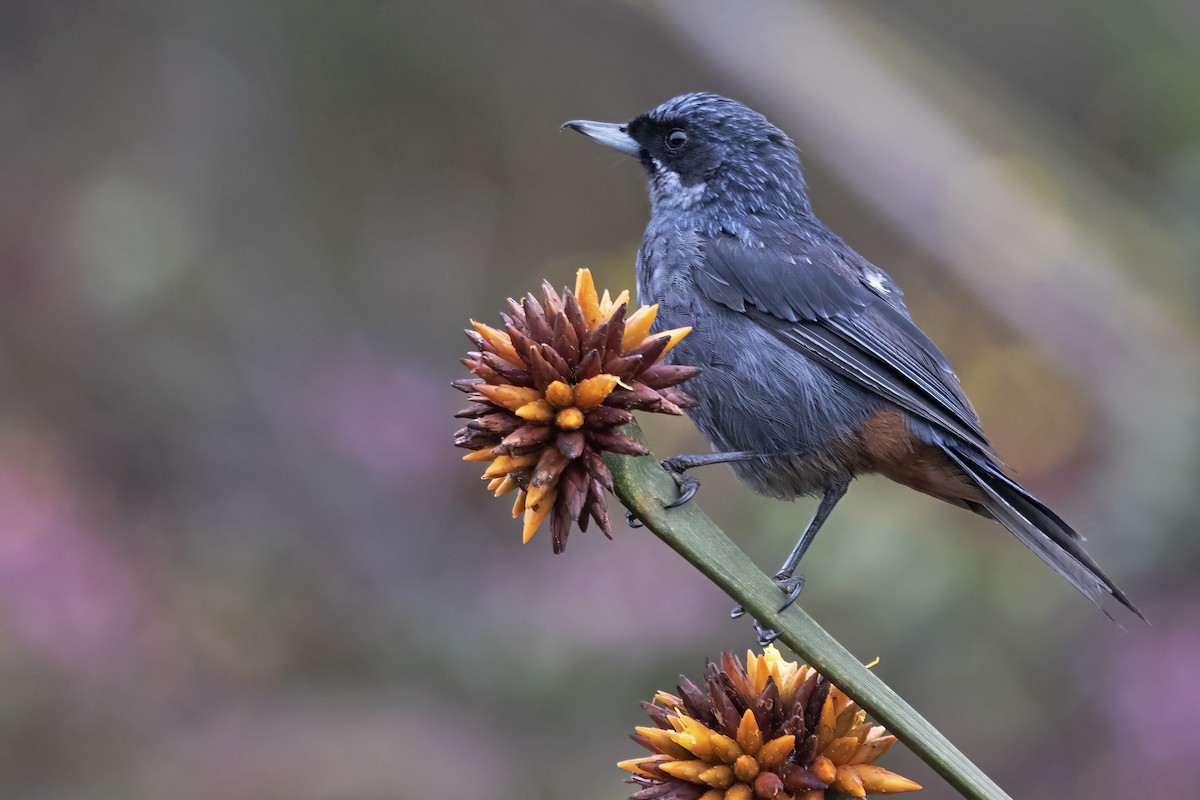 Greater Flowerpiercer - ML646922977