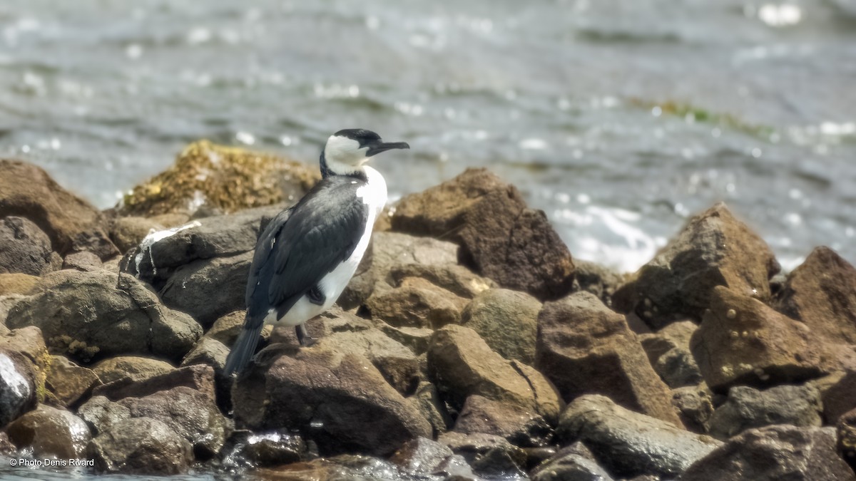 Little Black Cormorant - ML646922978