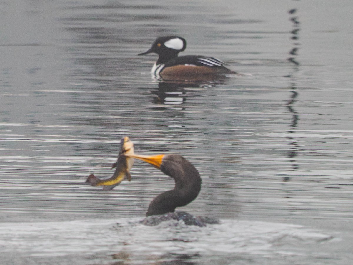 Zerra buruhandia - ML646922979