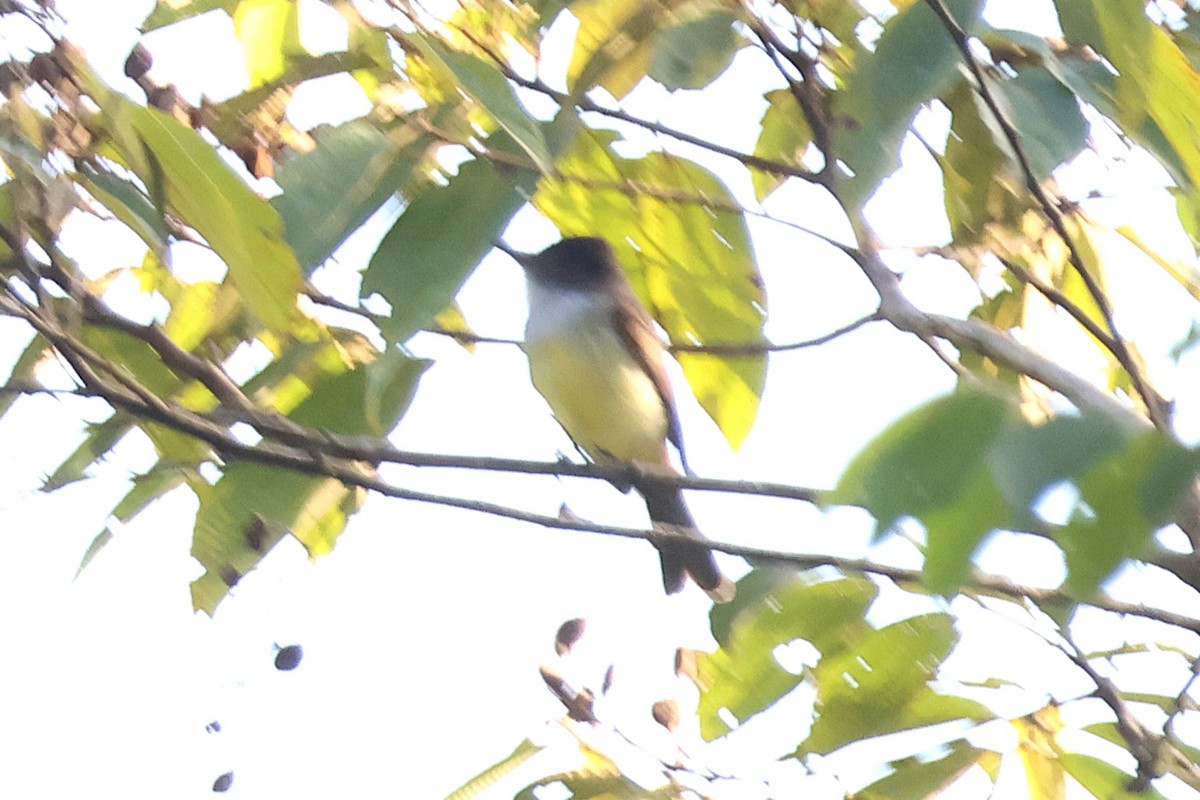 Dusky-capped Flycatcher - ML646922980