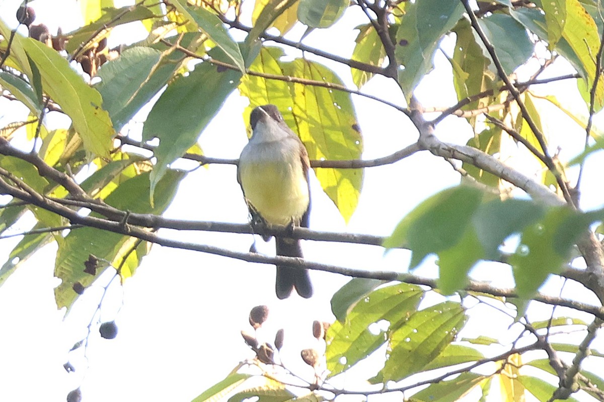 Dusky-capped Flycatcher - ML646922981