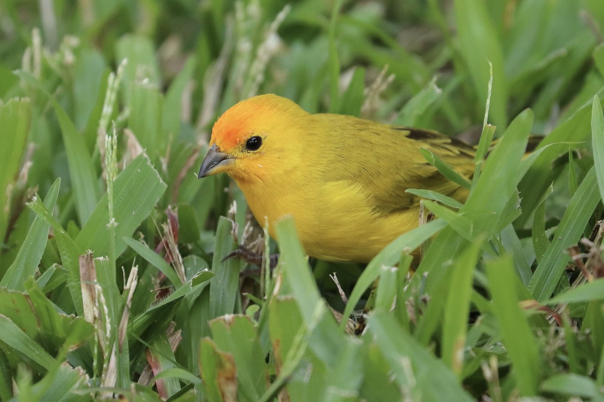Saffron Finch - ML646922982