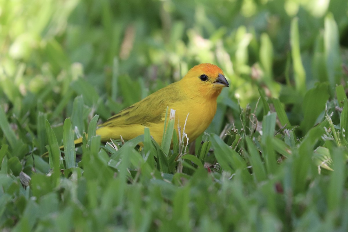 Saffron Finch - ML646922983