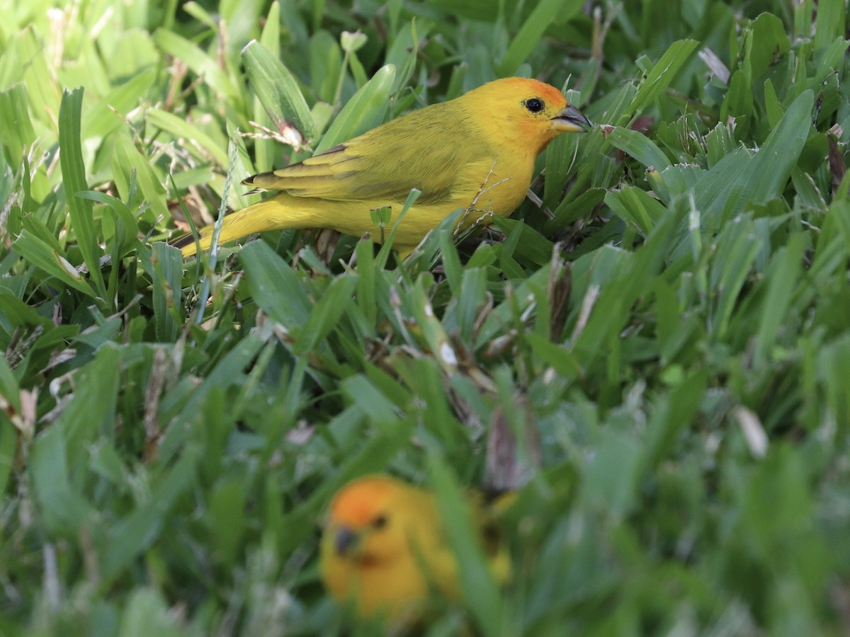 Saffron Finch - ML646922984