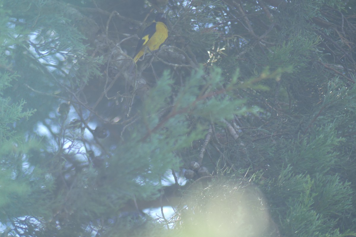 Black-headed Siskin - ML646922985