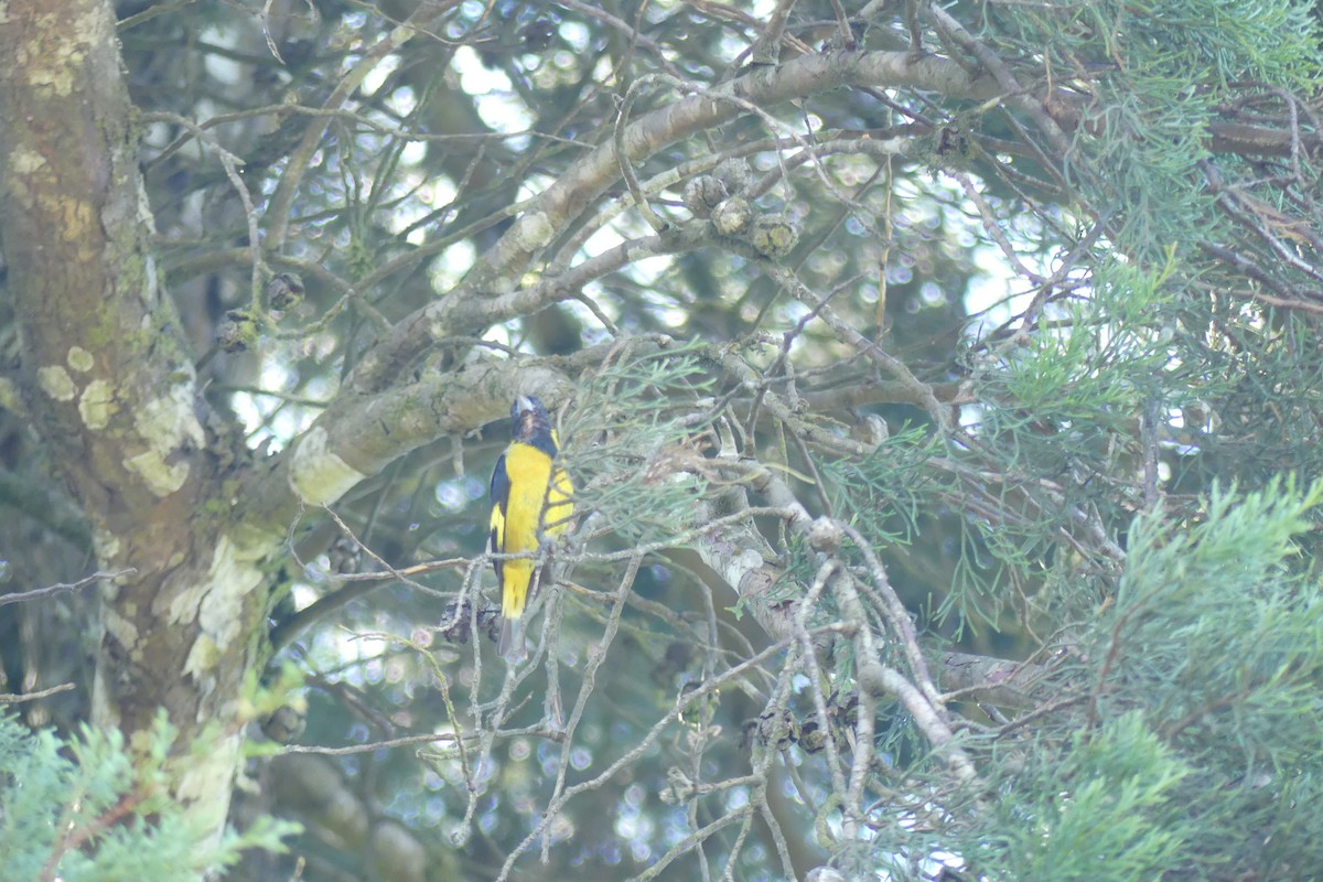 Black-headed Siskin - ML646922986