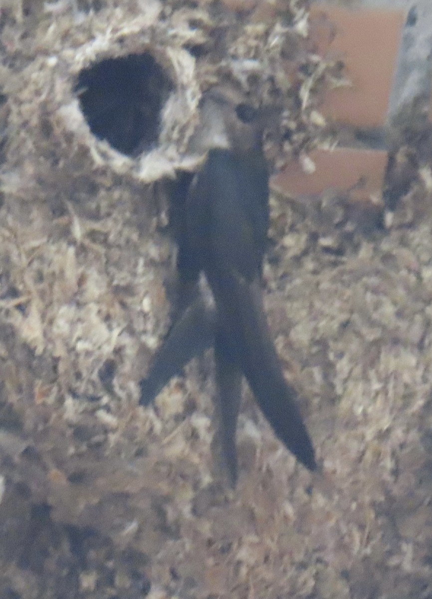 House Swift - ML646922989