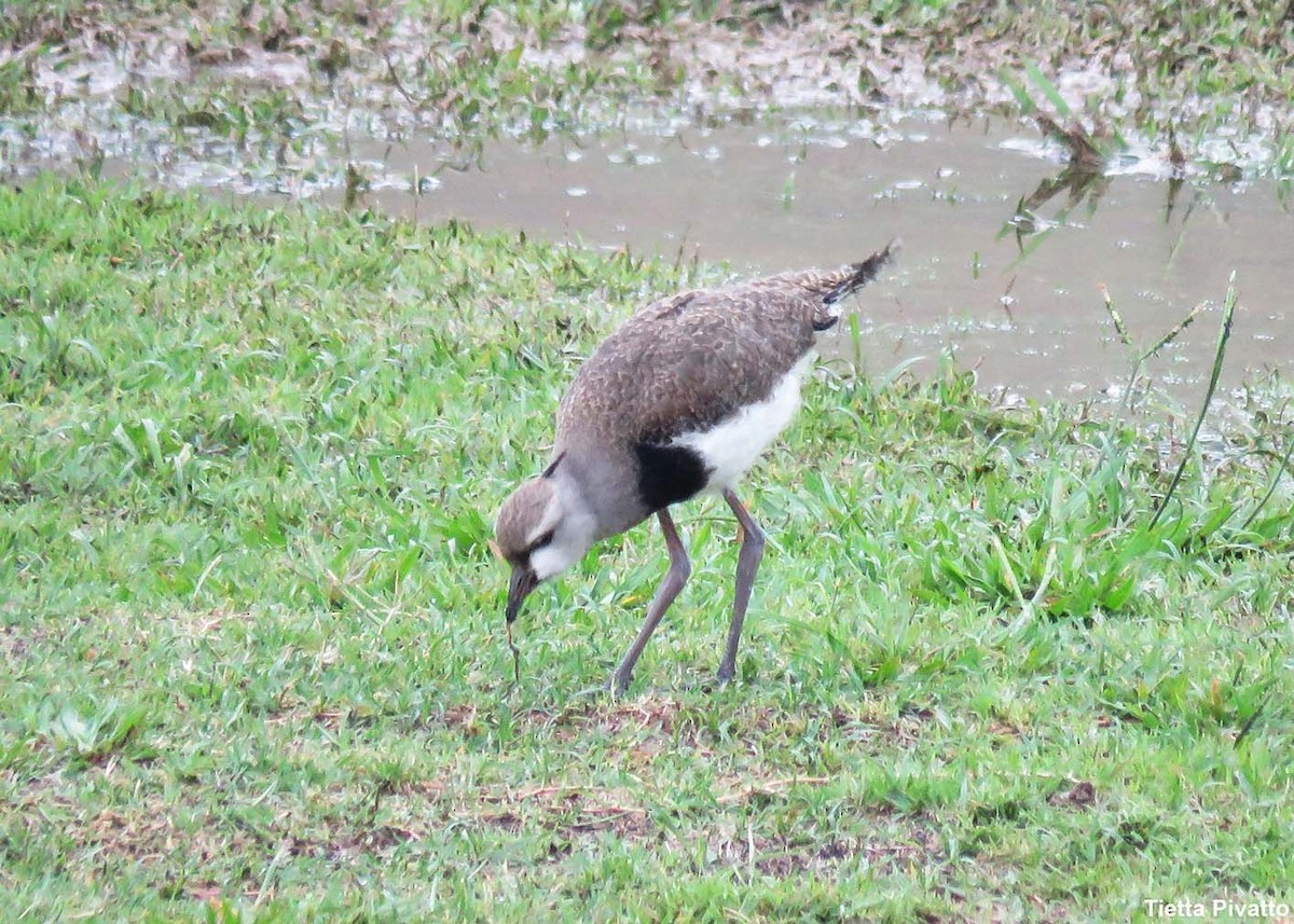 Southern Lapwing - ML646922990
