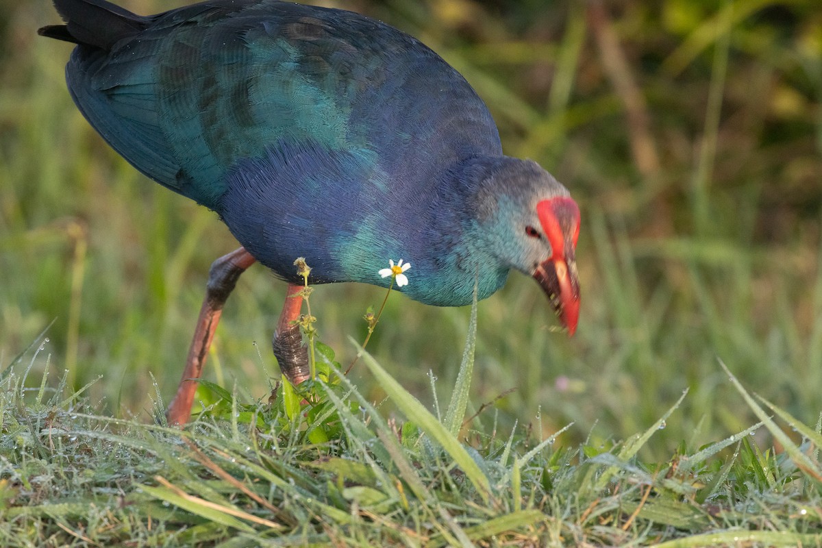 Gray-headed Swamphen - ML646922992