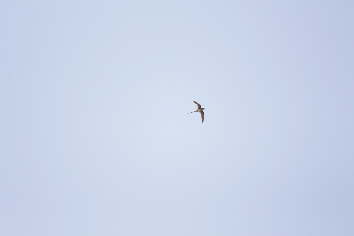 Crested Treeswift - ML646922996