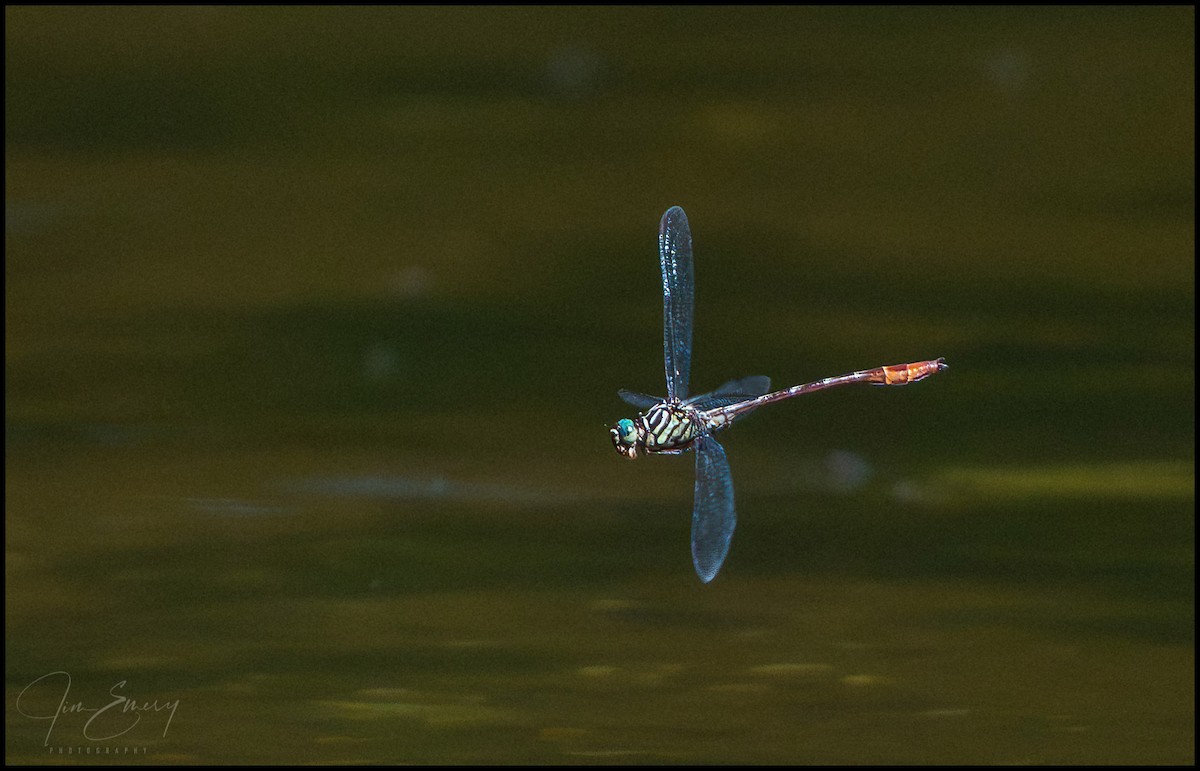 Russet-tipped Clubtail - ML646922997