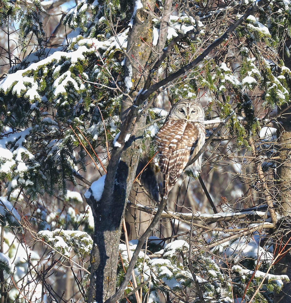 Полосатая неясыть - ML646923001