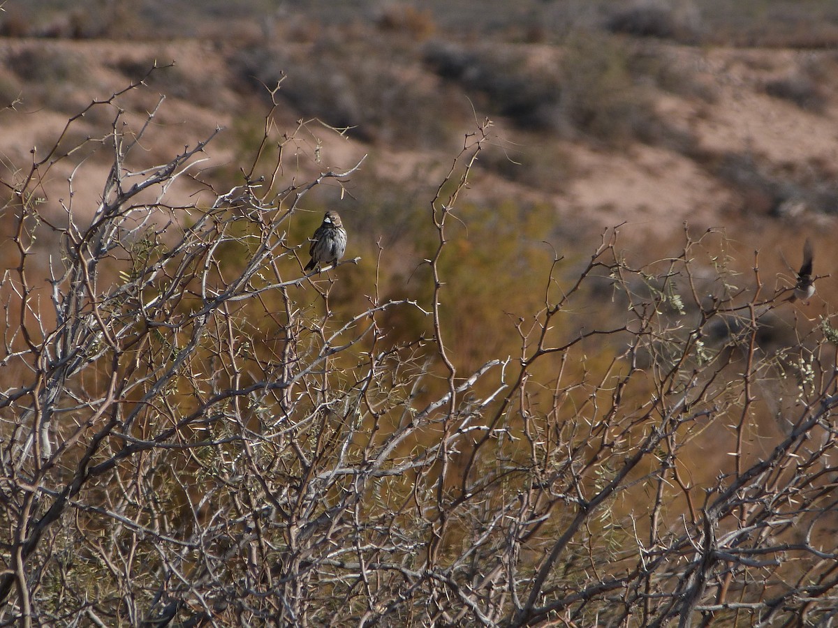 Lark Bunting - ML646923003