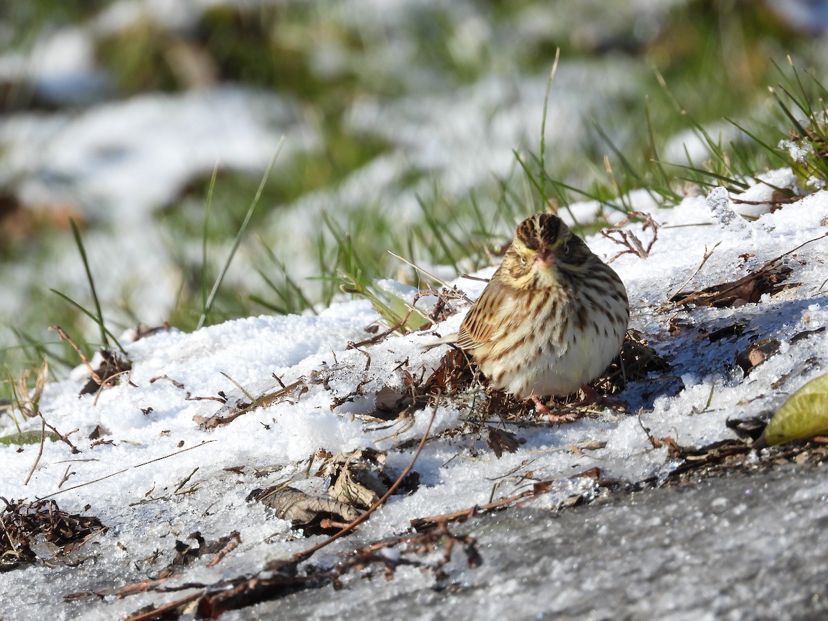Bruant des prés - ML646923016
