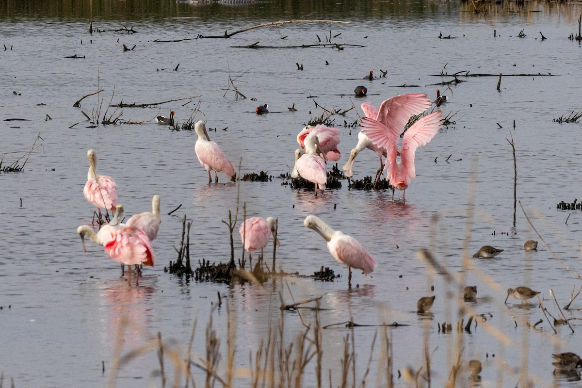 Розовая колпица - ML646923017