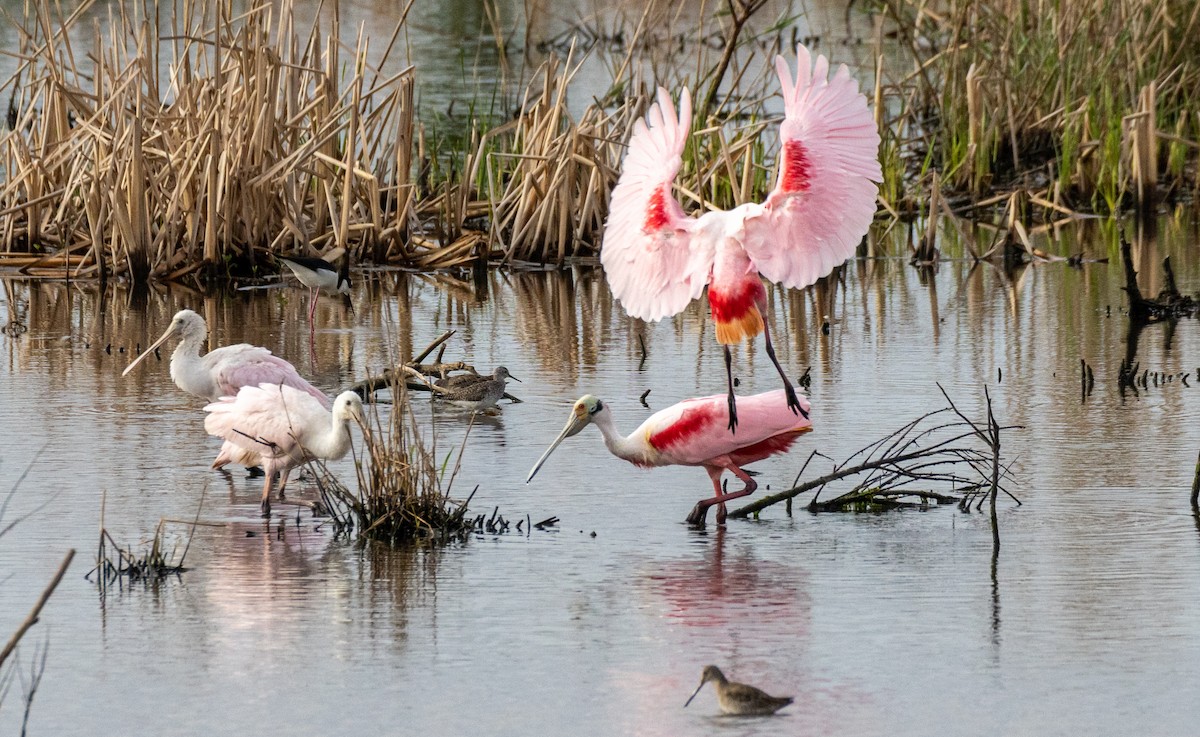 Розовая колпица - ML646923018