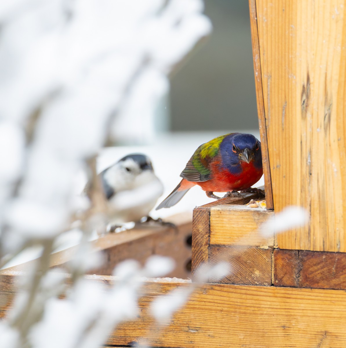 Boyalı Çinte - ML646923020