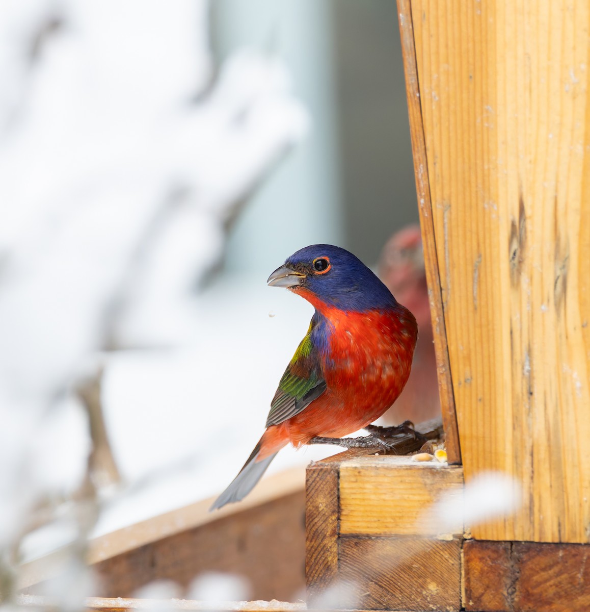 Boyalı Çinte - ML646923021