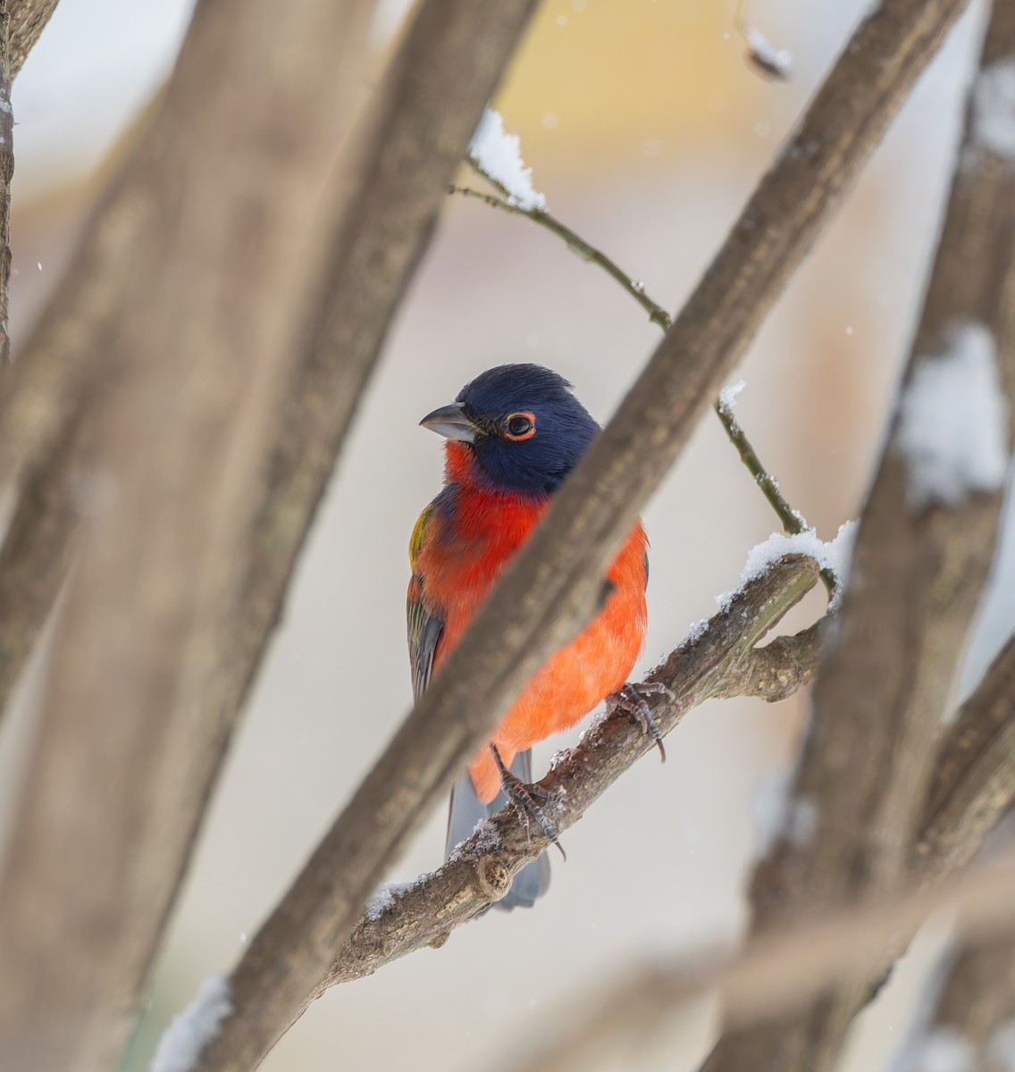 Boyalı Çinte - ML646923022