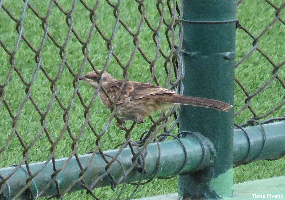 Chalk-browed Mockingbird - ML646923026