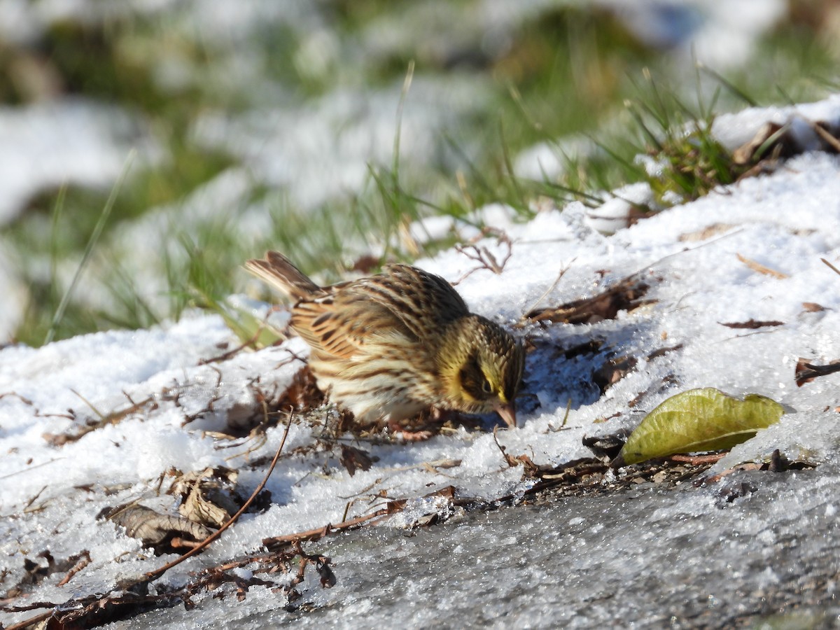 Bruant des prés - ML646923028