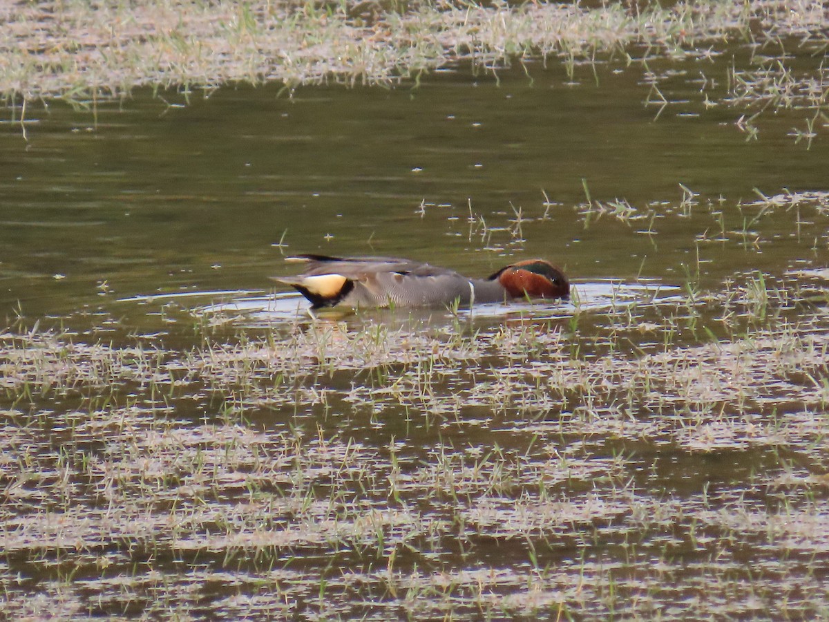 שרשיר - ML646923036
