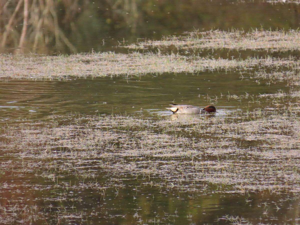 שרשיר - ML646923037