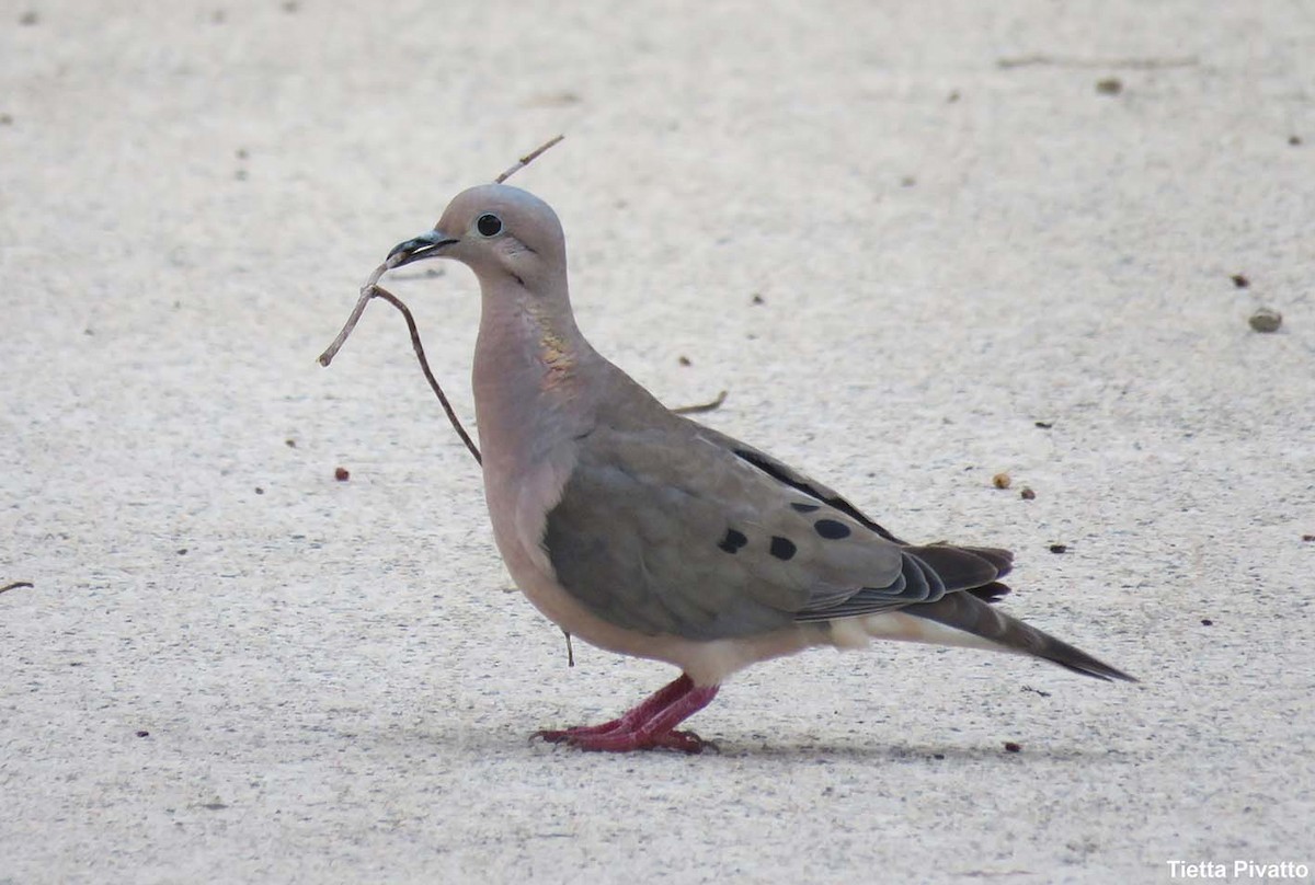 Eared Dove - ML646923038