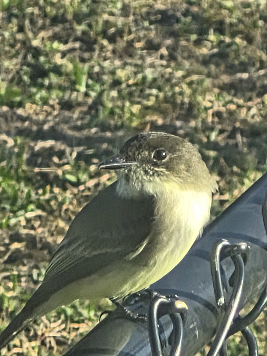 Eastern Phoebe - ML646923039