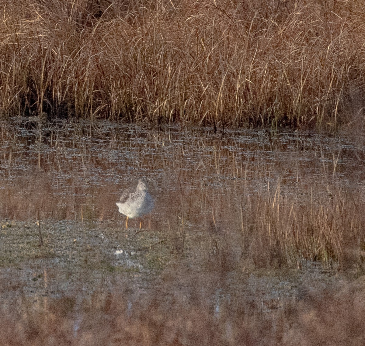 Пёстрый улит - ML646923042