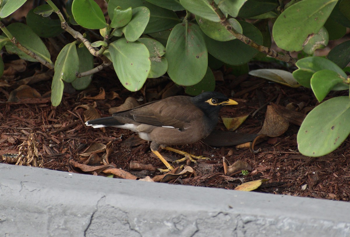 Common Myna - ML646923043