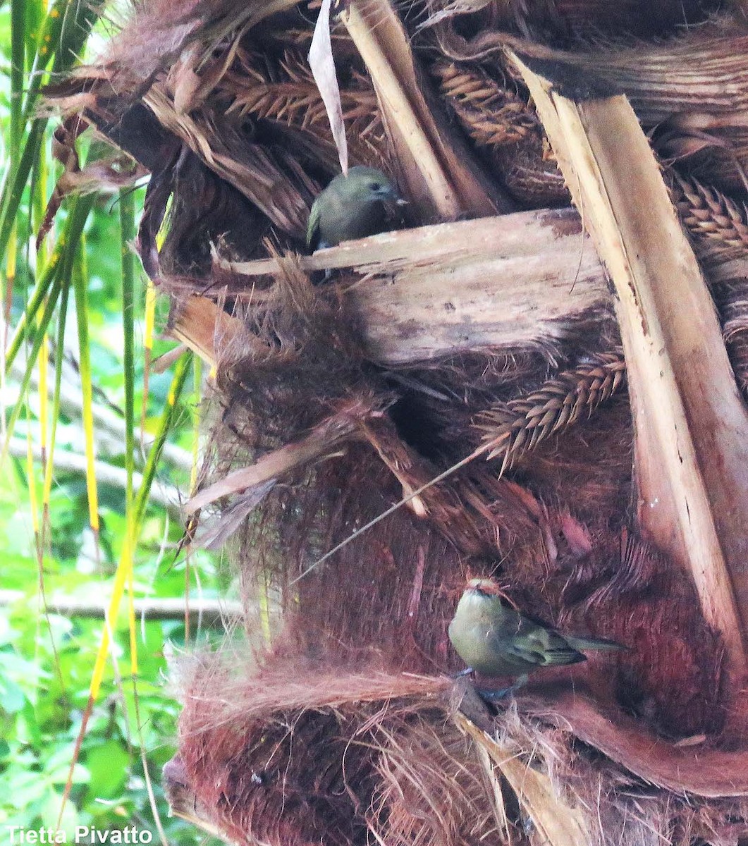 Palm Tanager - ML646923044