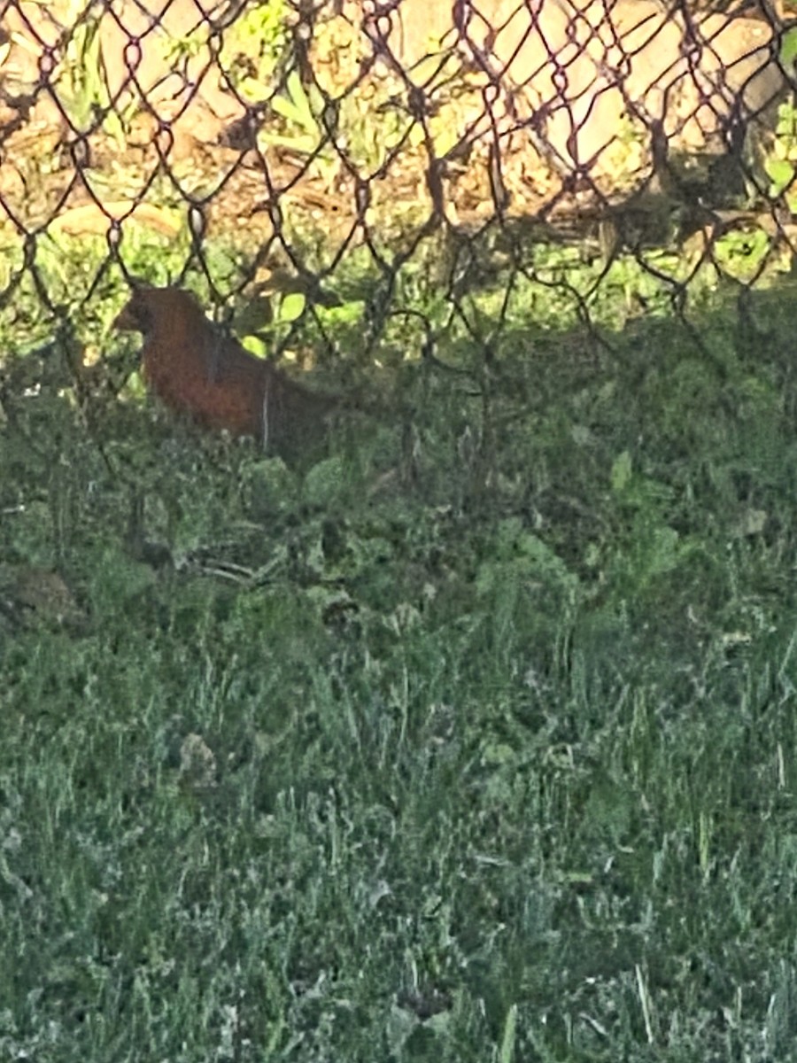 Northern Cardinal - ML646923047