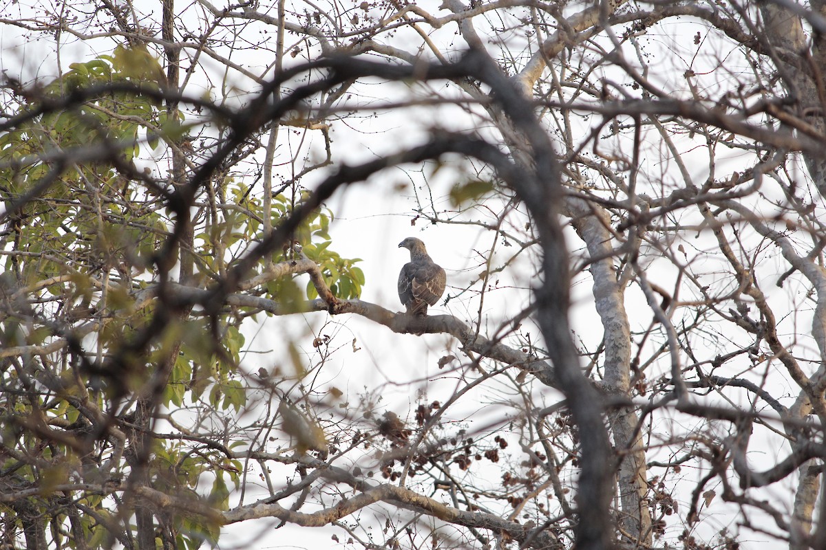 Oriental Honey-buzzard - ML646923048