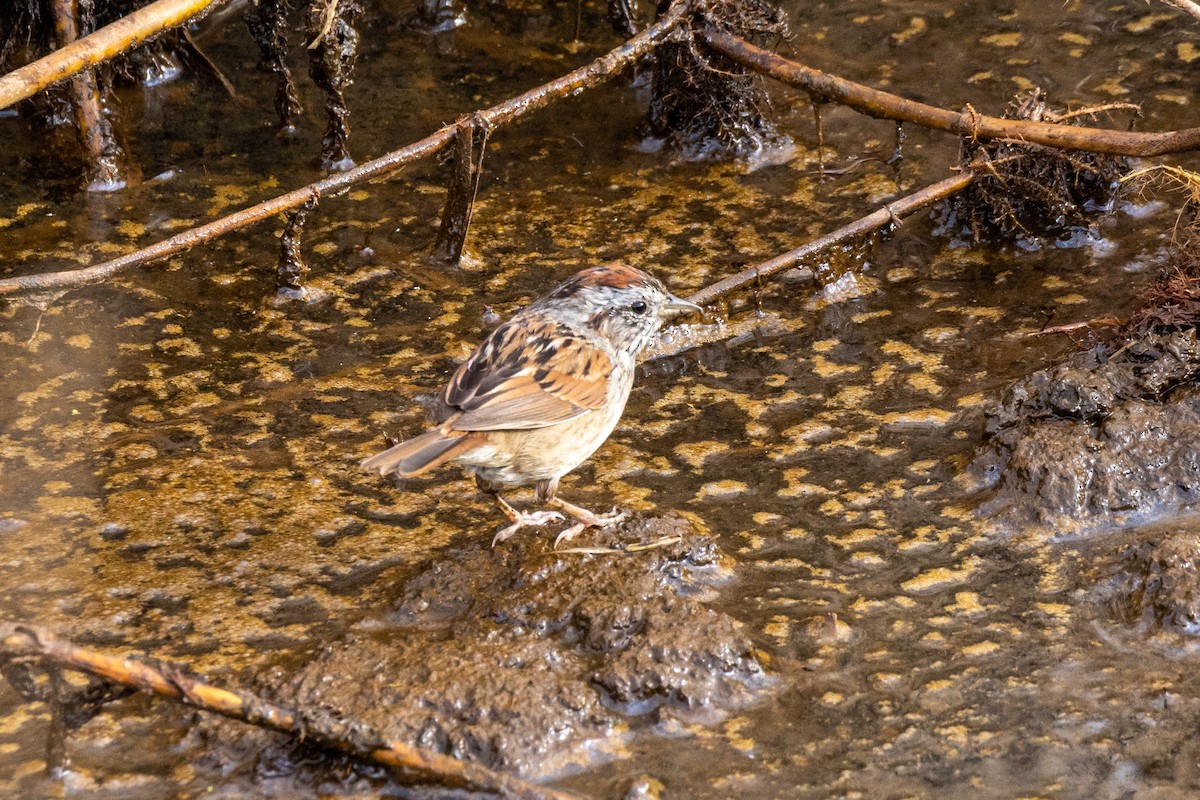 Болотная зонотрихия - ML646923051