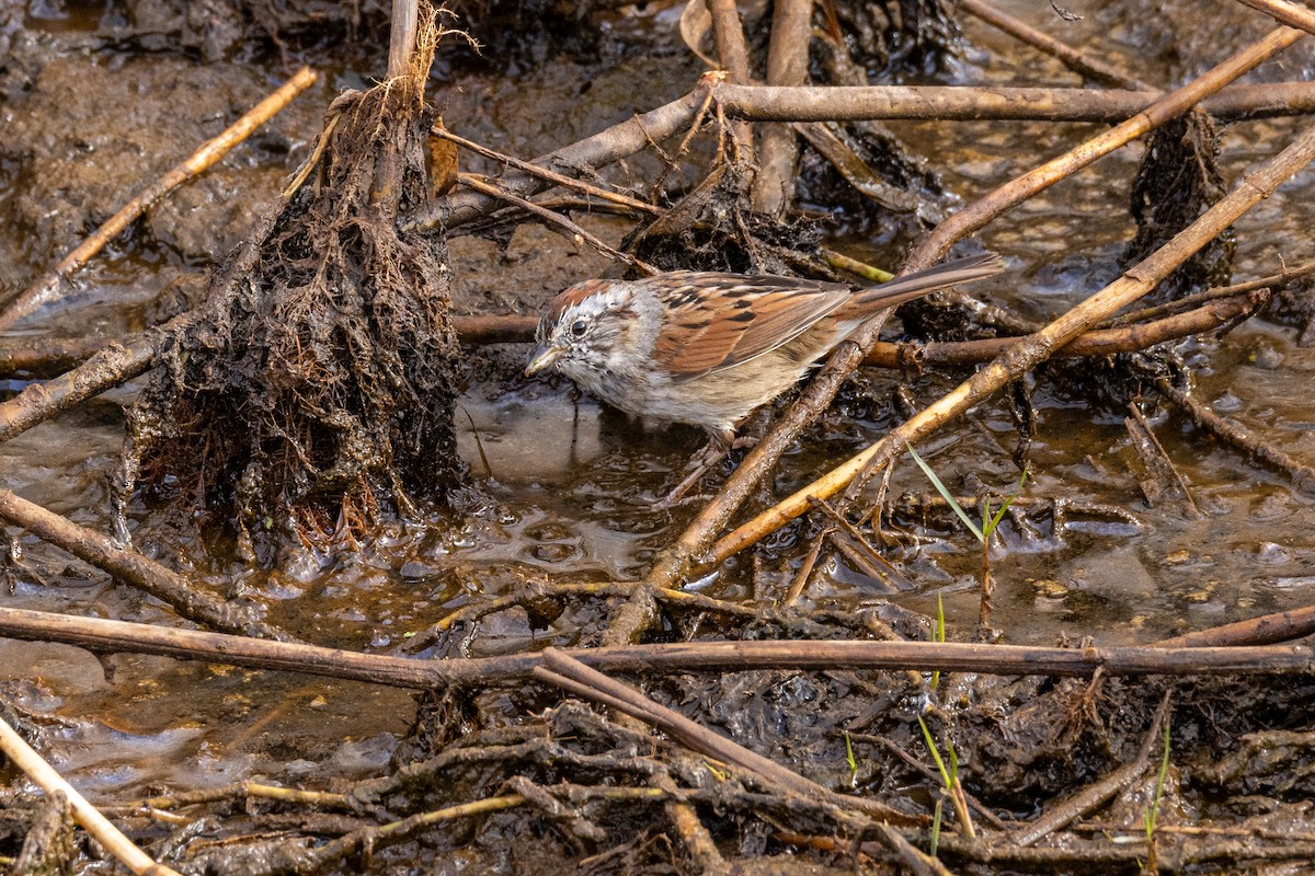 Болотная зонотрихия - ML646923054