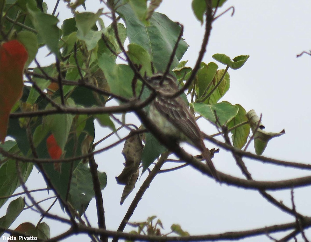 Variegated Flycatcher - ML646923055