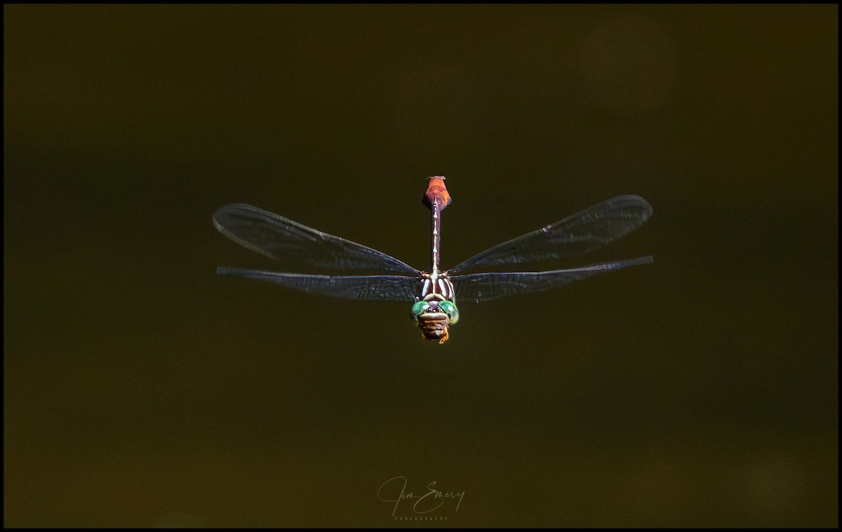 Russet-tipped Clubtail - ML646923064