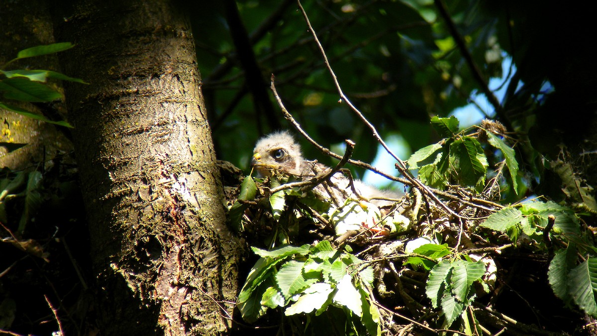 Яструб великий - ML646923066