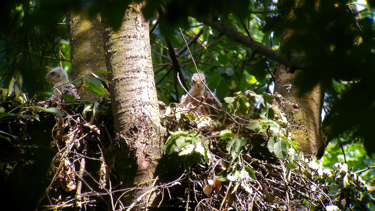 Яструб великий - ML646923067