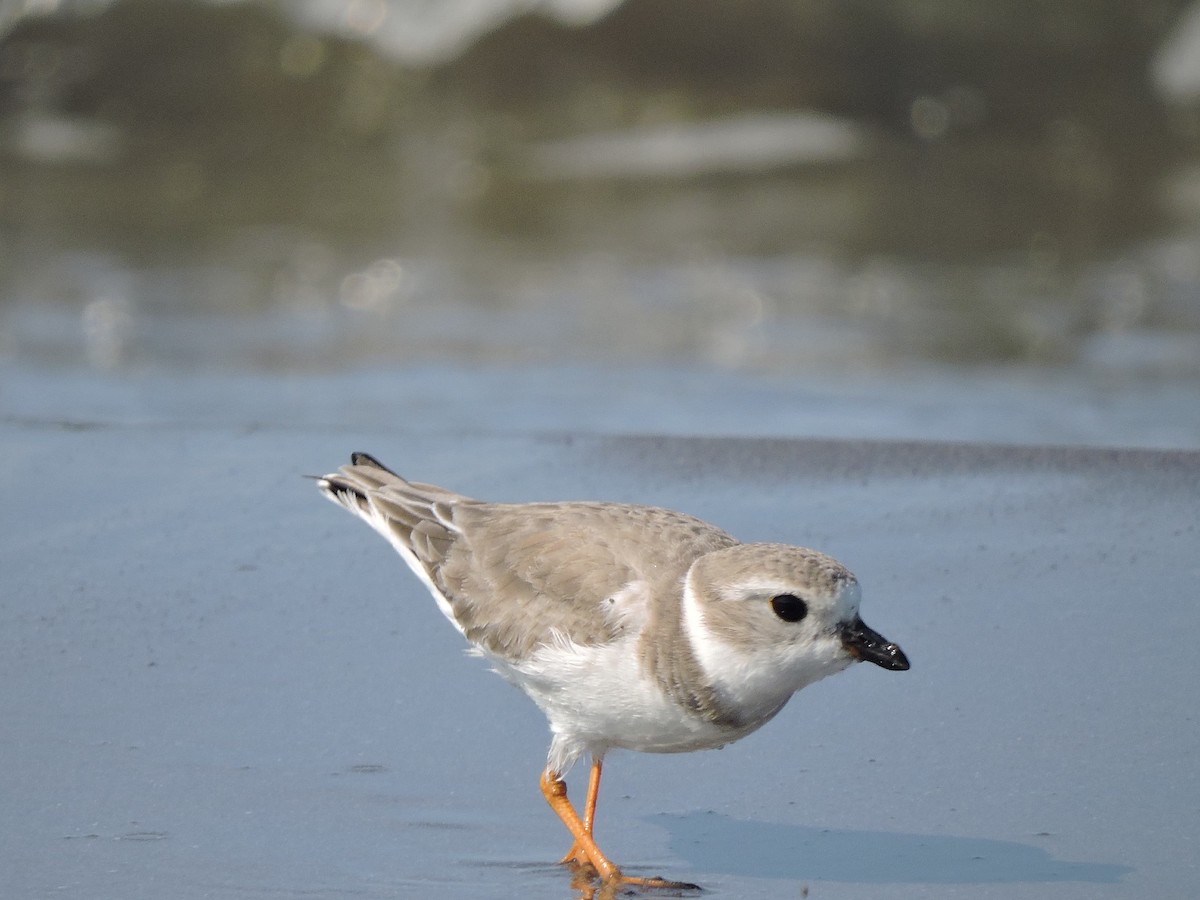 Flötenregenpfeifer - ML646923077