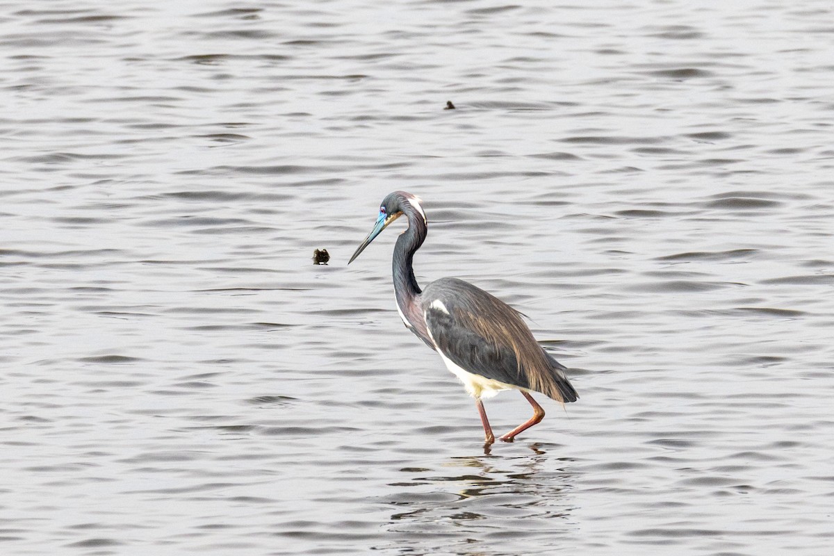 Трёхцветная цапля - ML646923082